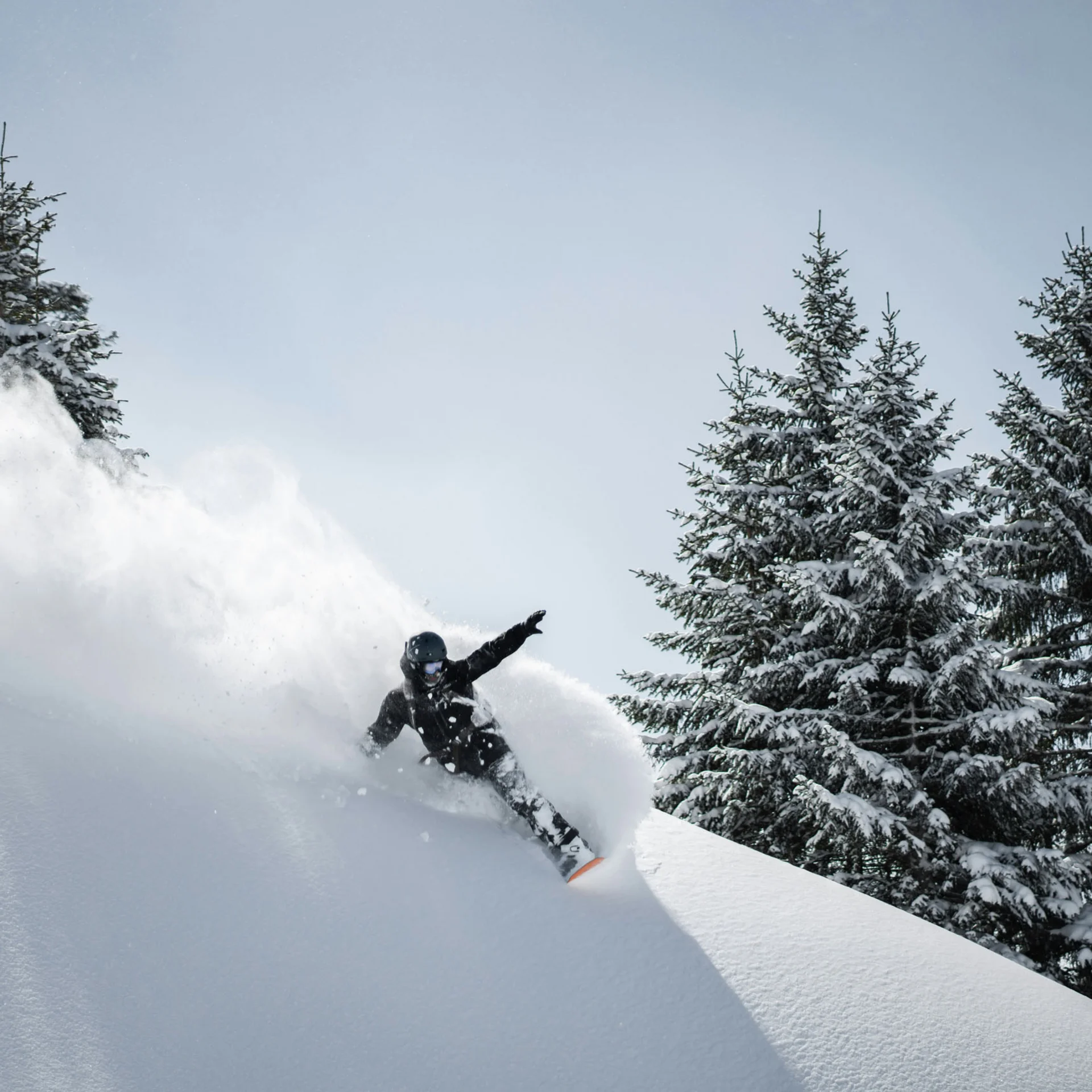 Snowboarder fährt durch frischen Tiefschnee neben verschneiten Tannen