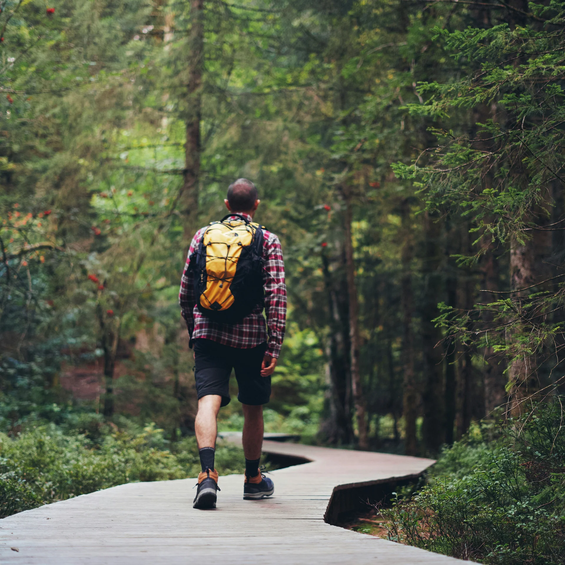 Mann mit gelbem Rucksack wandert auf Holzweg durch grünen Wald