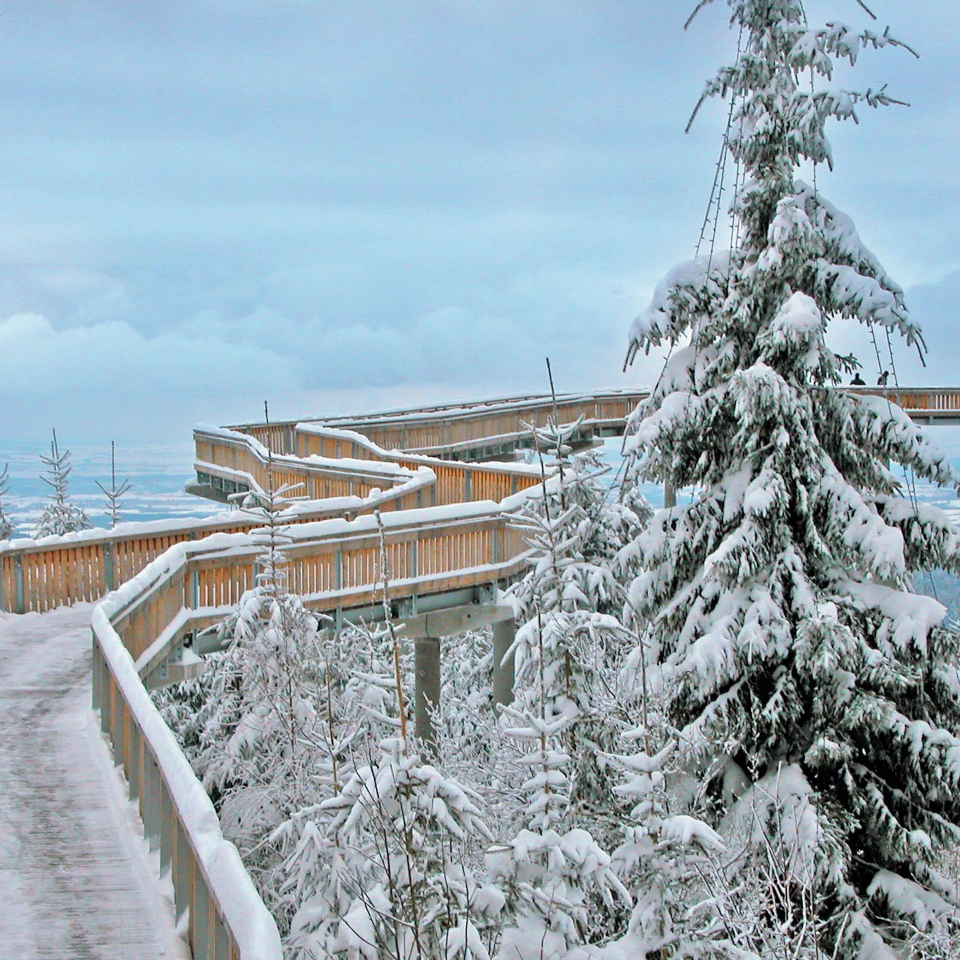 Verschneiter Baumkronenpfad im Winter mit Holzgelaender und verschneiten Baeumen