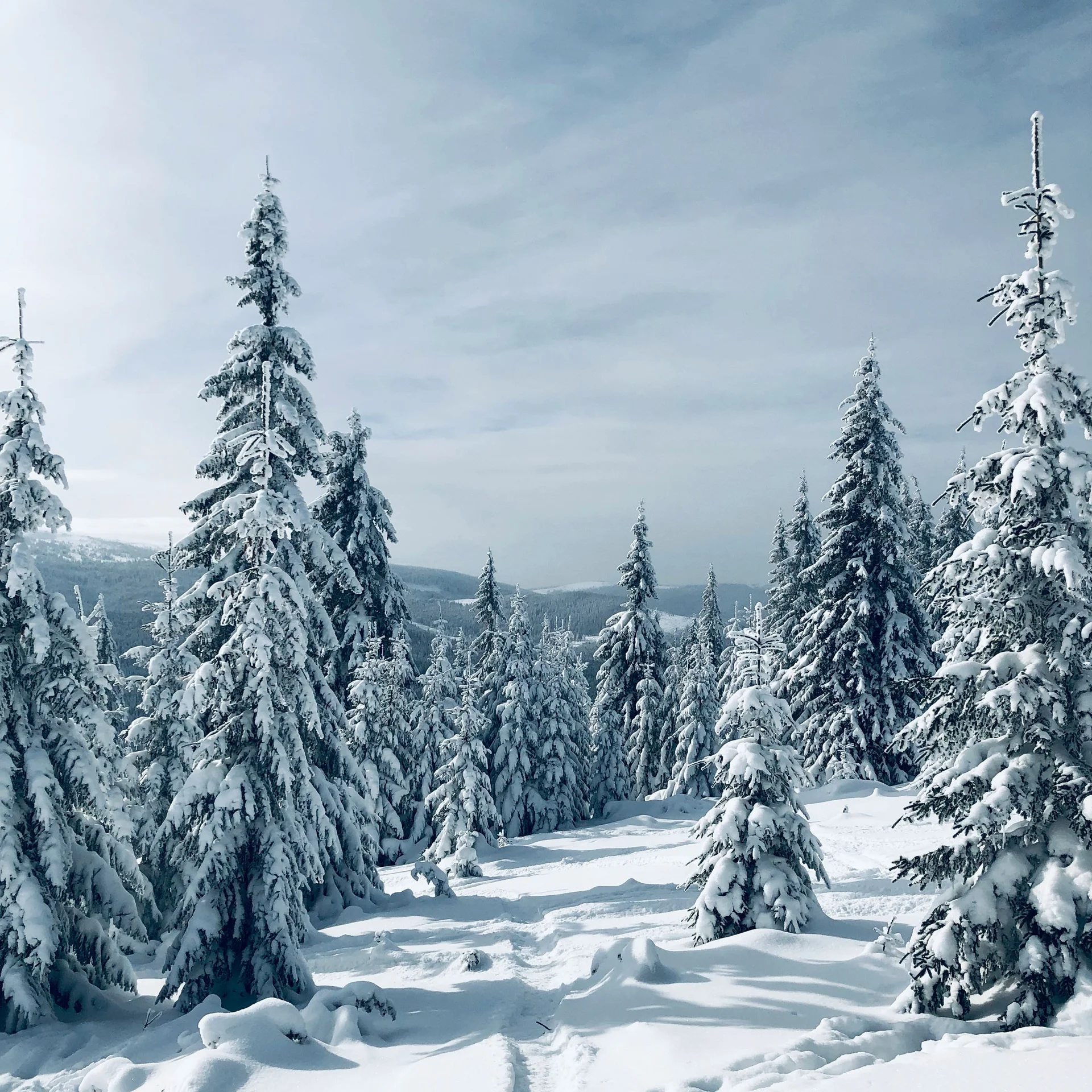 Verschneiter Winterwald mit Tierspuren im Schnee unter bewölktem Himmel