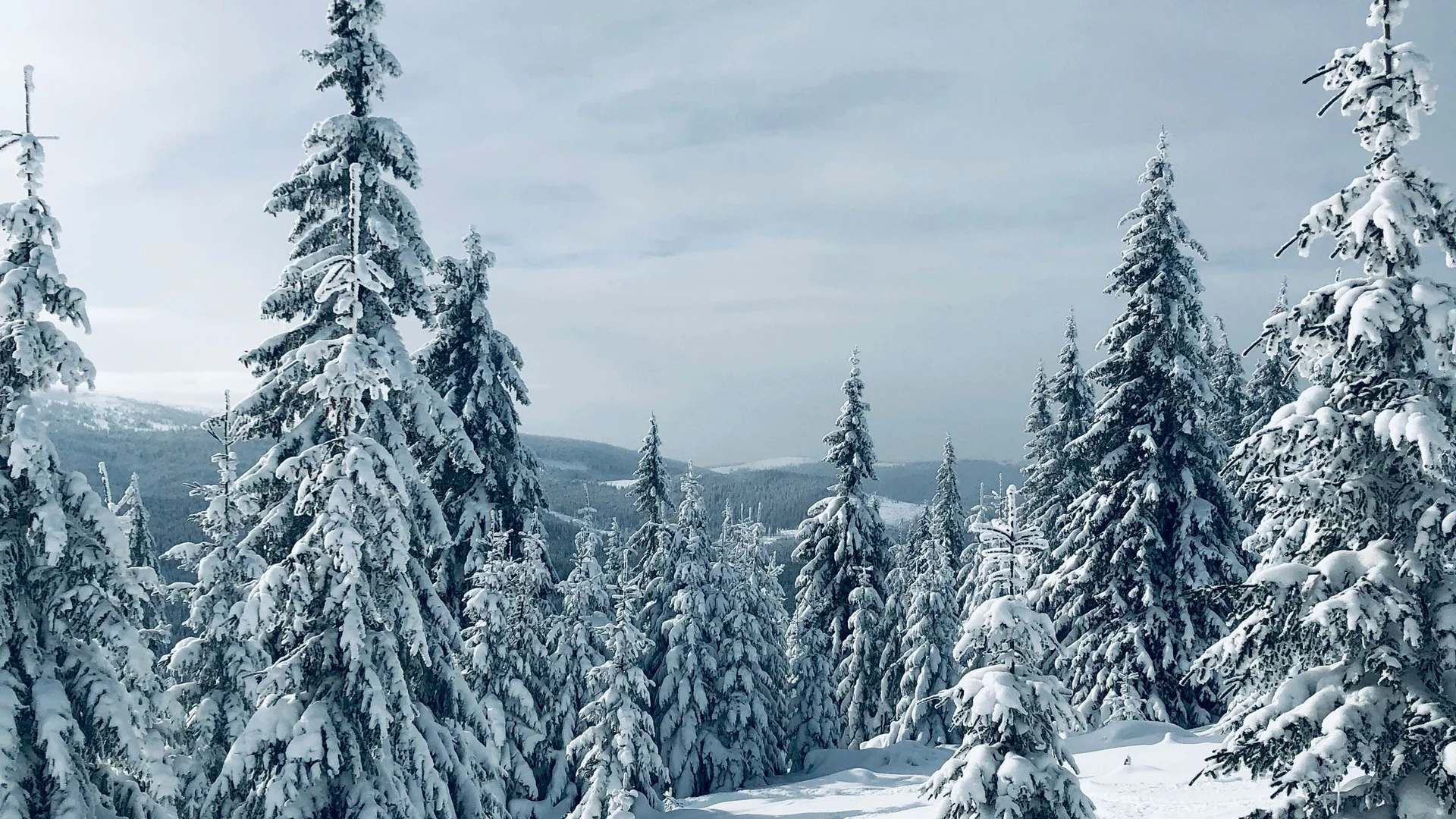 Verschneiter Winterwald mit Tierspuren im Schnee unter bewölktem Himmel